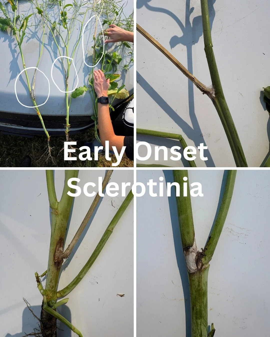 "Swimming" through podding canola isn&rsquo;t the only challenge we face in the field this time of year.  We are also finding various diseases and symptoms of poor environmental conditions that will affect our yield potential this season. 
