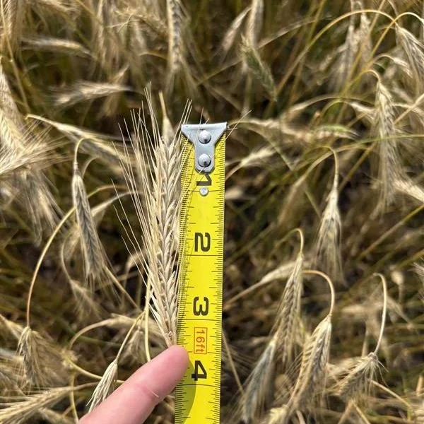 KWS Receptor brings strong yield potential together with top in class winter hardiness, short straw and excellent harvestability.  It's PollenPLUS technology also helps reduce the risk of ergot.  A strong fit for growers looking to add hybrid rye to 