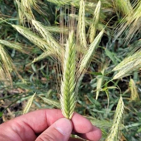 SU Performer gives growers flexibility from the start.  With strong performance for both grain and forage, this hybrid rye brings versatility, winter hardiness and standability to the fall cereal lineup. @fpgenetics 
#pituraseeds #hybridrye #fallcere