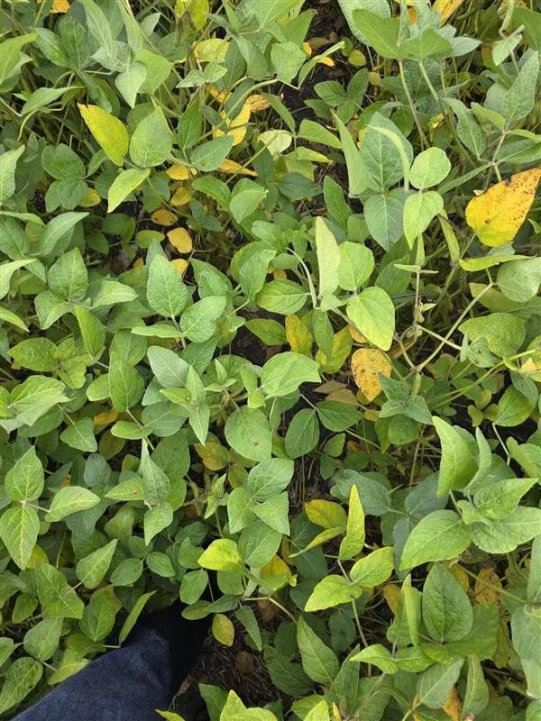 How many beneficial bugs can you count in this picture? 🔎
#soybeans #agronomy #fieldscout #bugs #pituraseeds