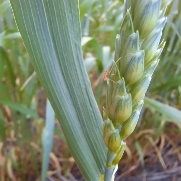 Wheat Midge: What We Saw This Year and What It Means Going Forward