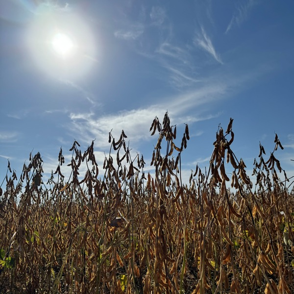 Spreading Risk with Different Varieties