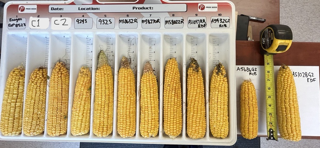 Enogen Corn - How These New Traits Will Change The Silage Game — Pitura ...