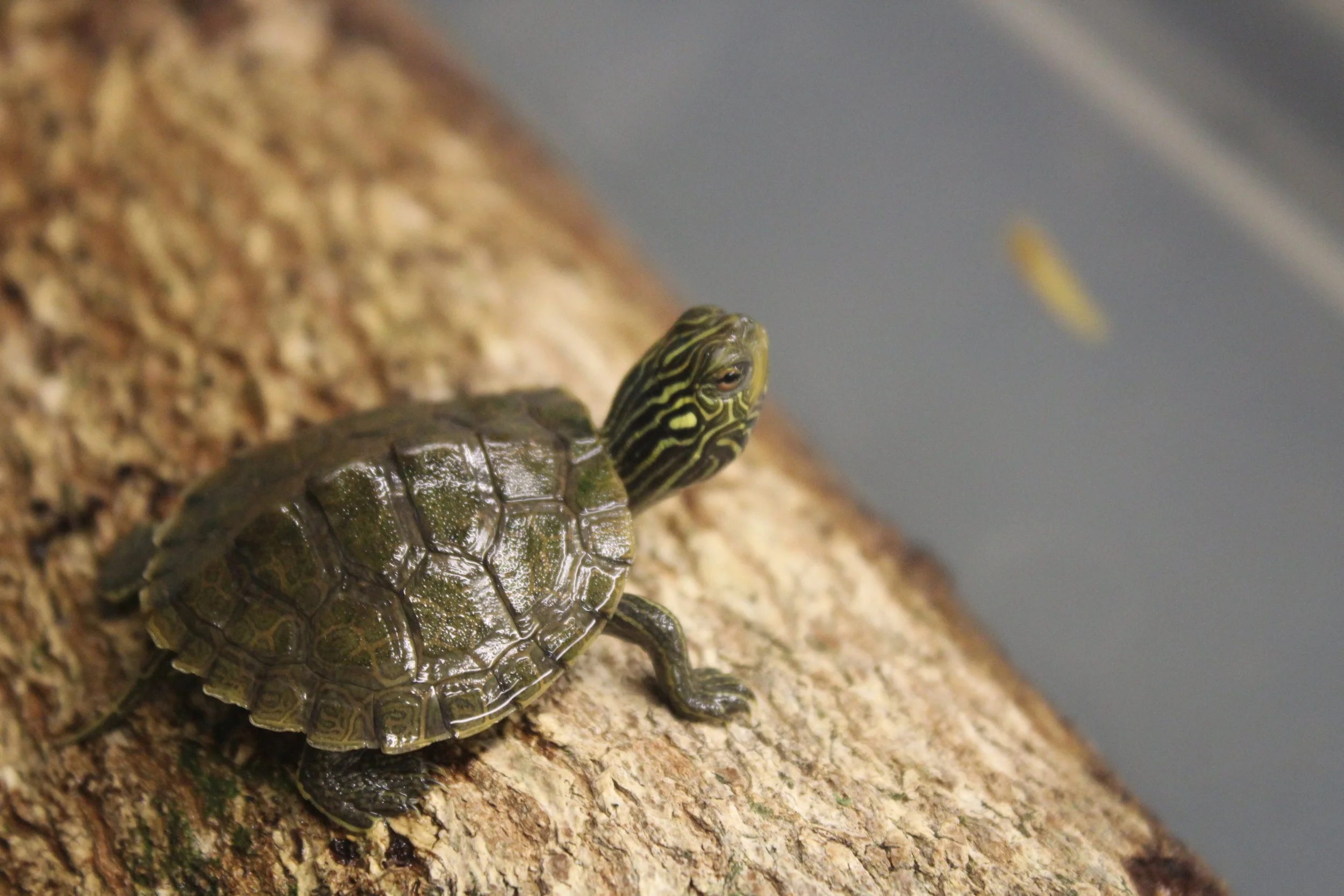 map turtle 2019.JPG