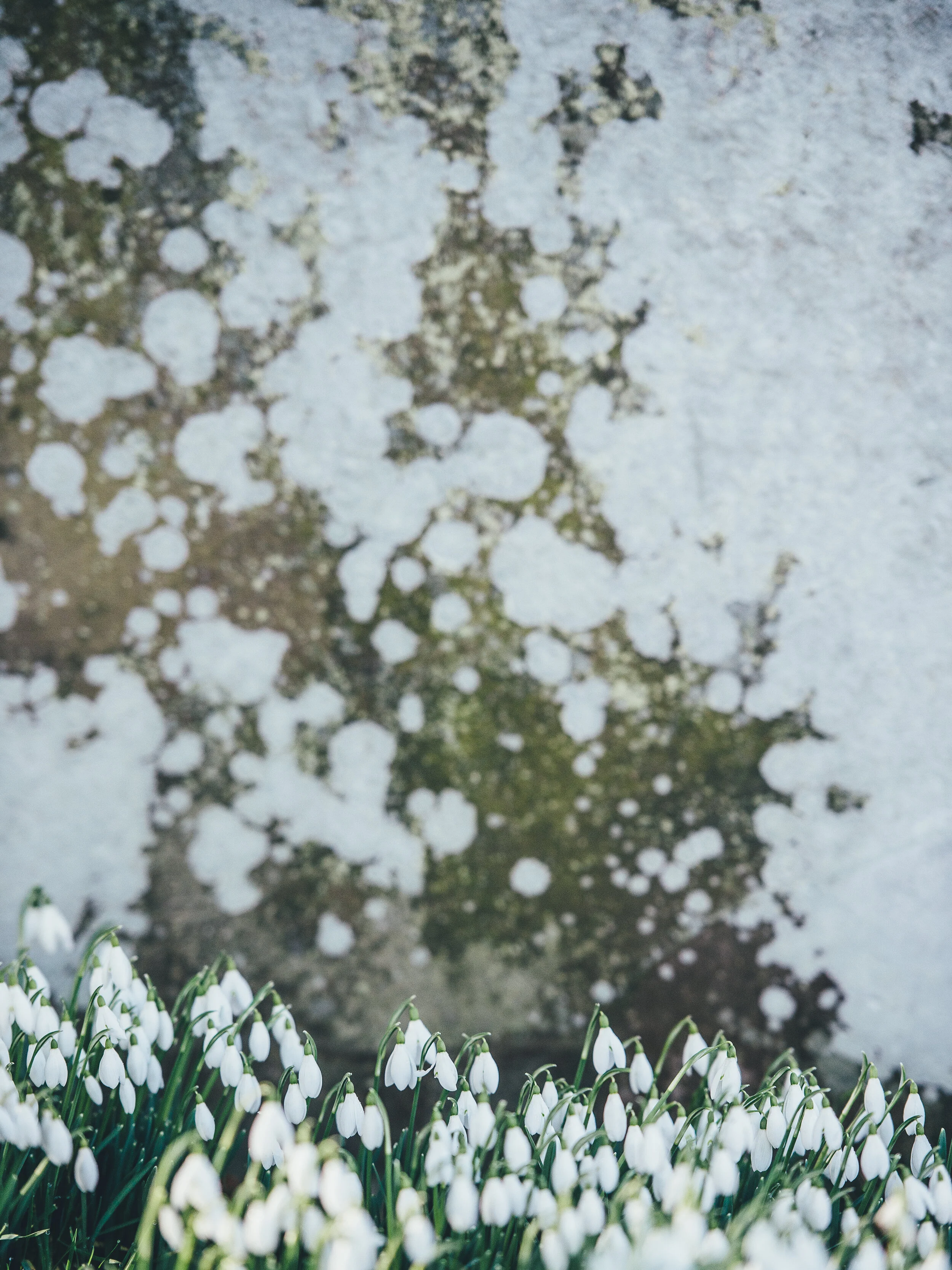 Snowdrops