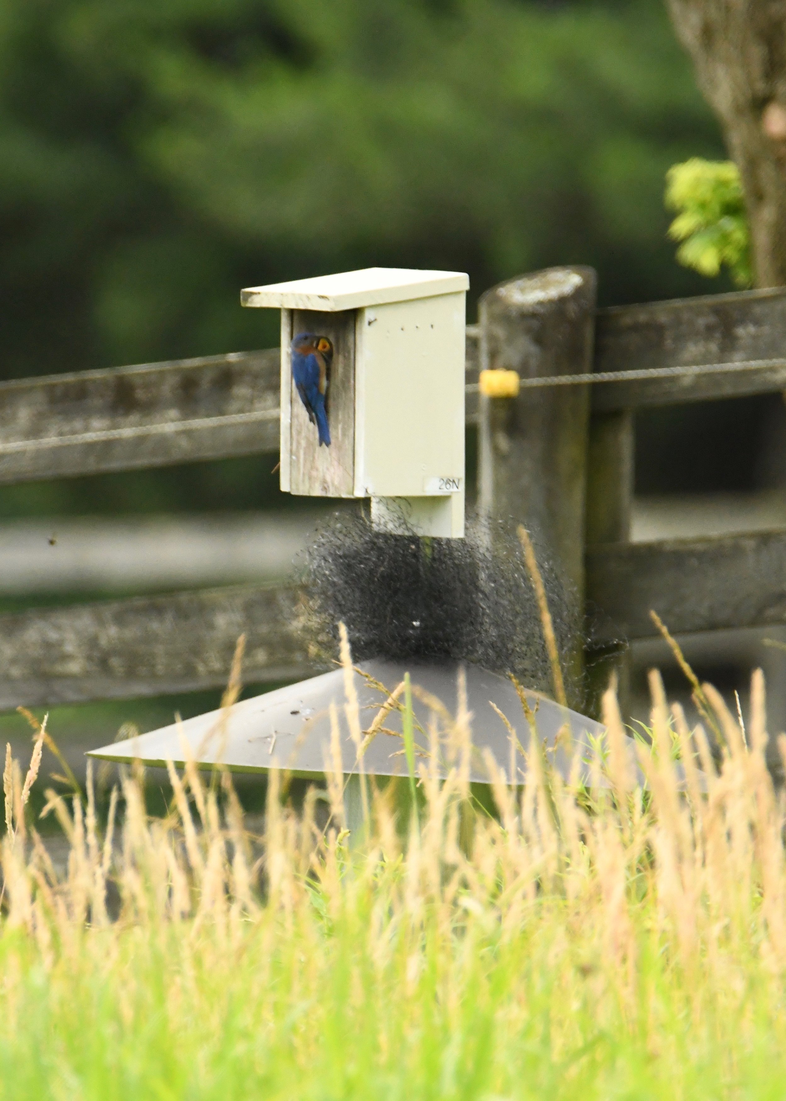 2019_06_15_Barn Swallow.jpg