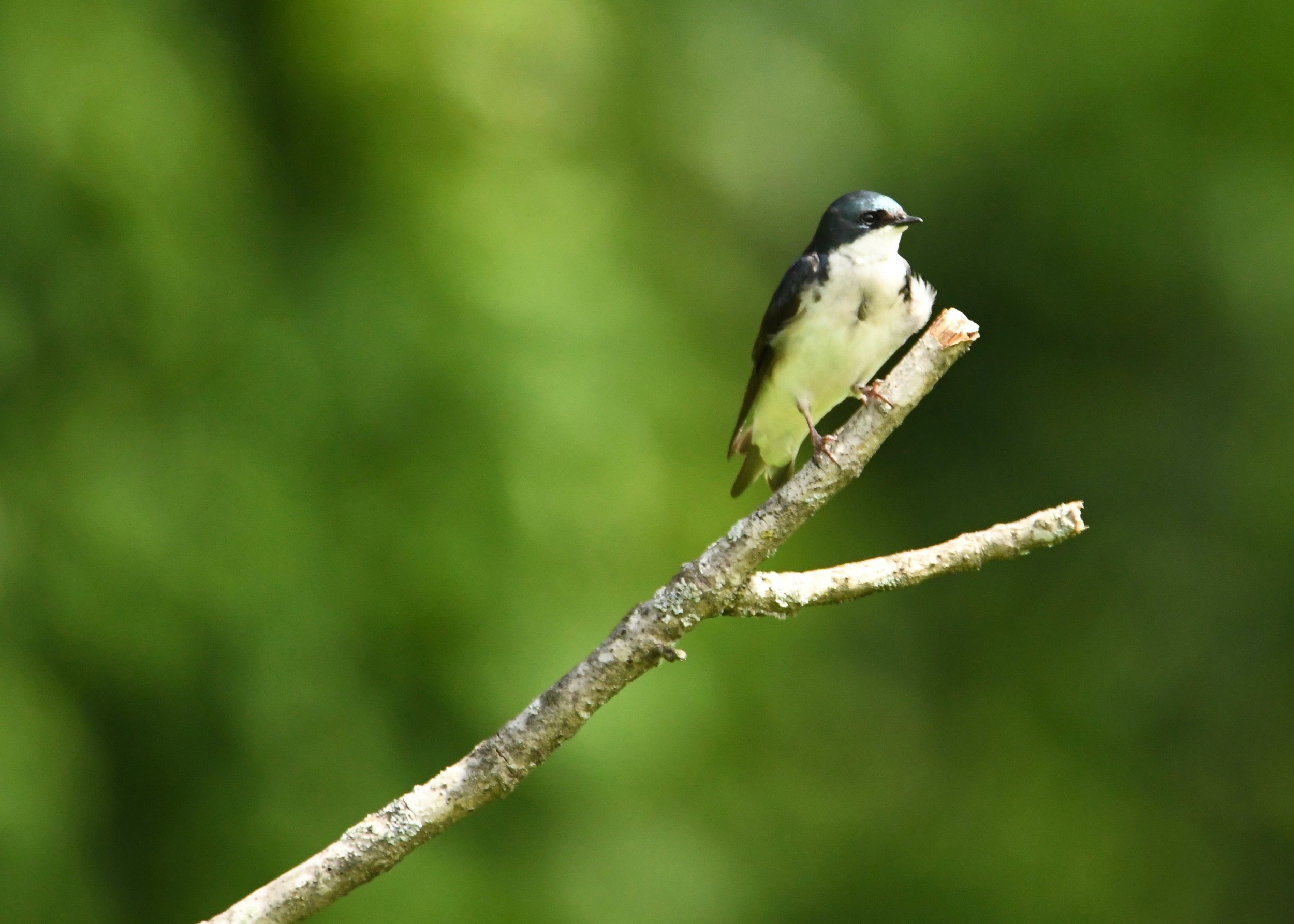 2019_06_15_Tree Swallow01.jpg