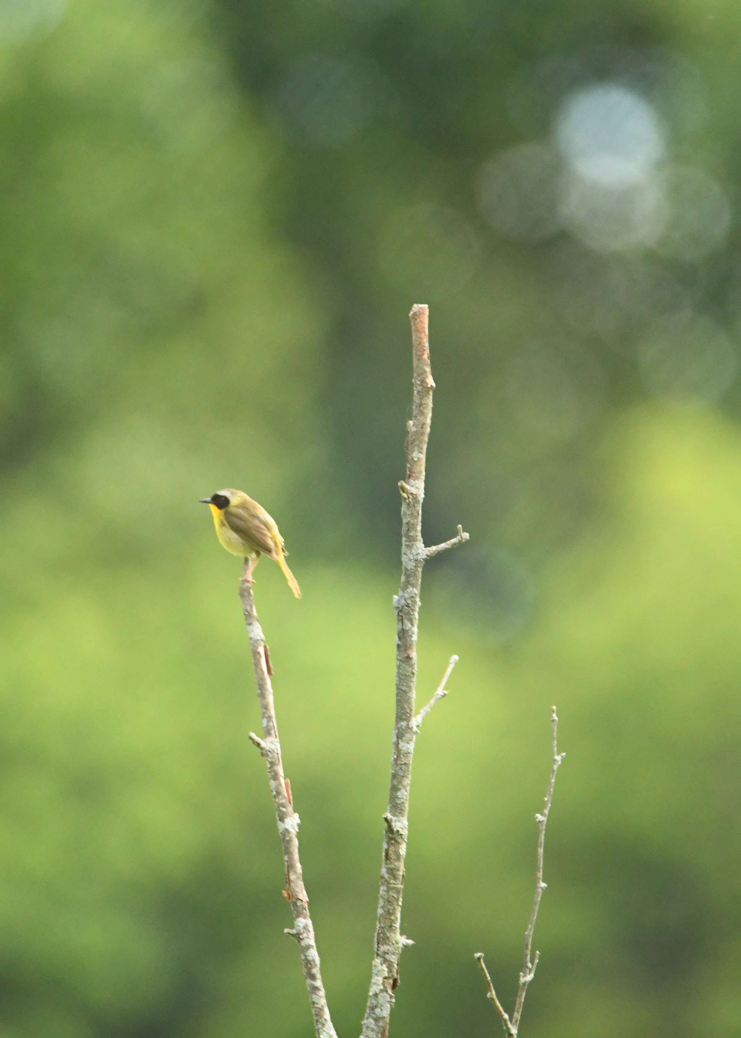 2019_06_15_Common Yellowthroat01.jpg