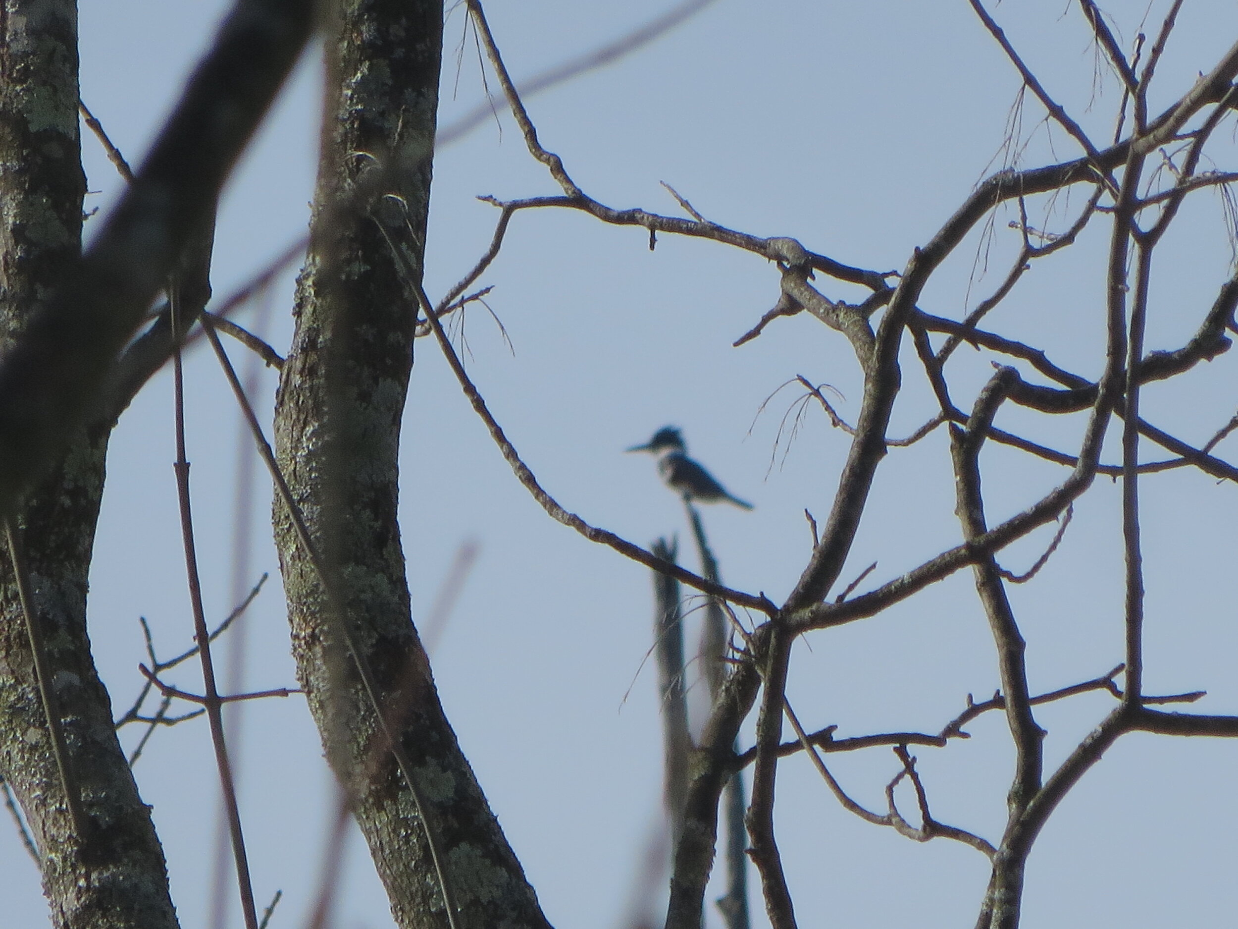 Blurry Belted Kingfisher