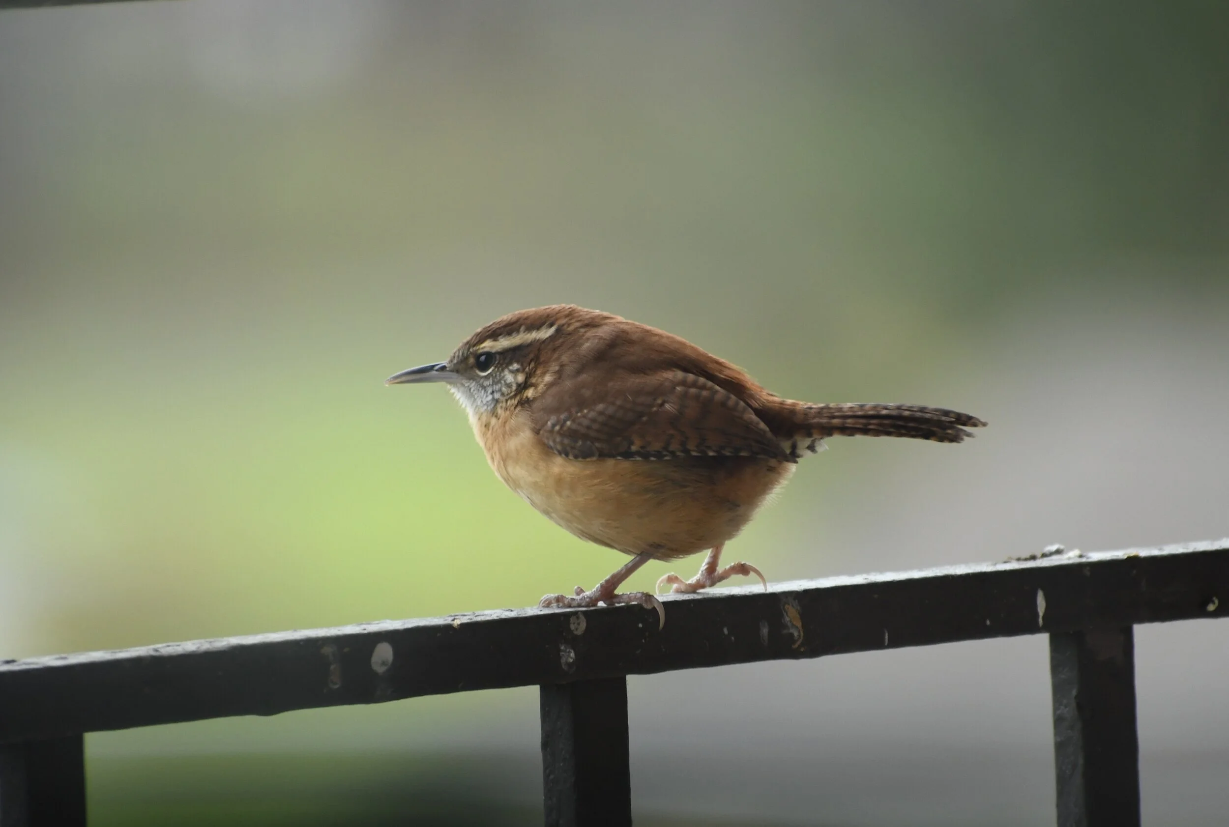 Feeder Friends