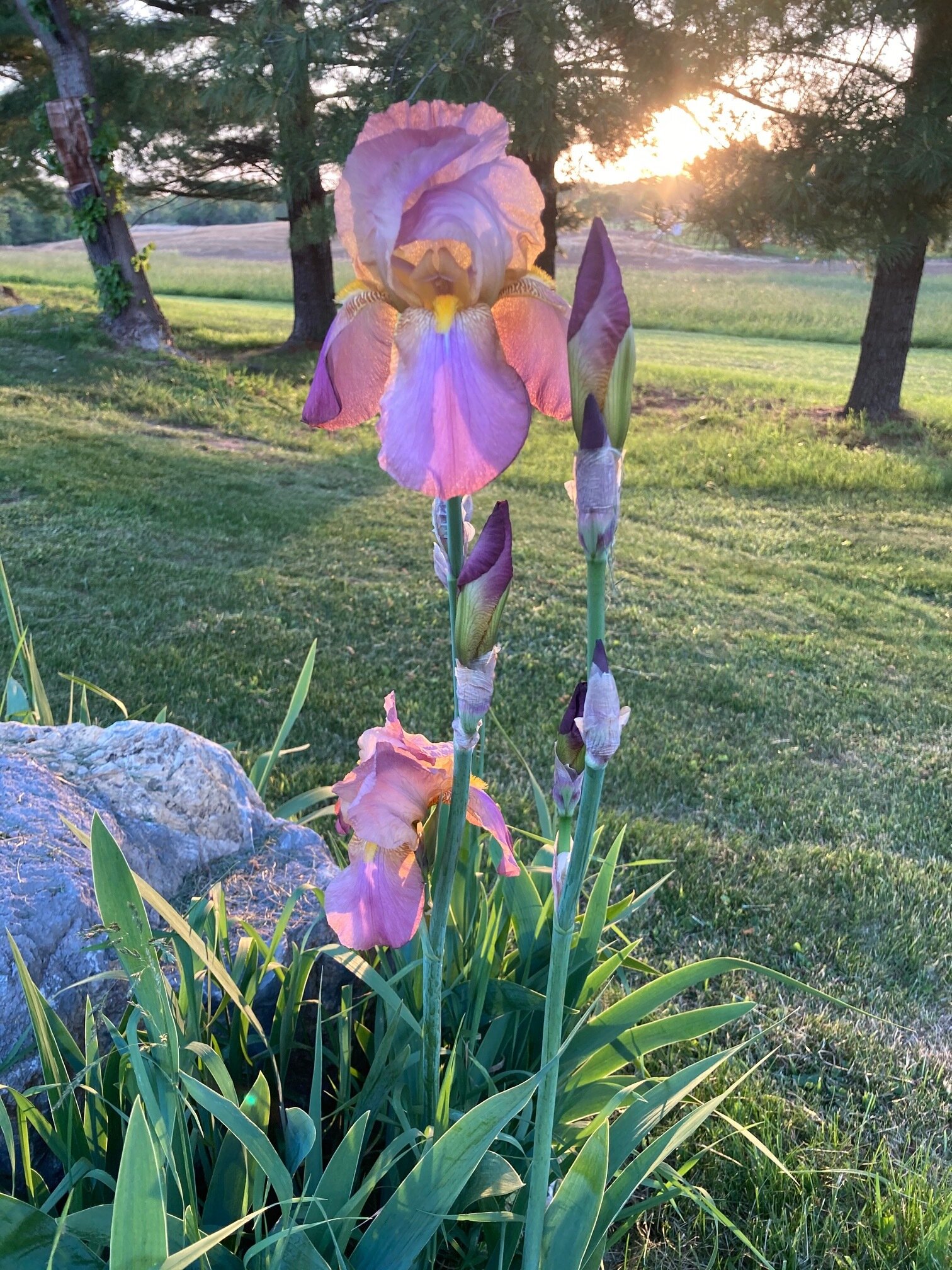 A neighbor's beautiful flower.