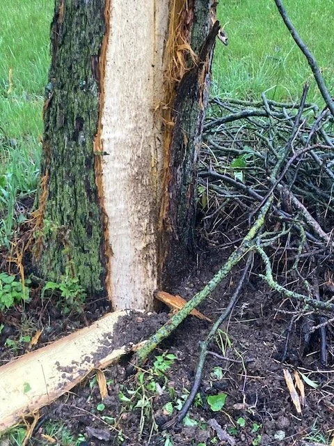 Ripped the bark right off!
