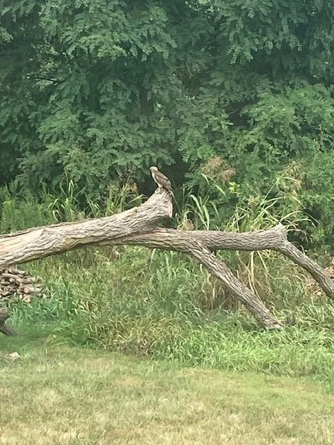 Hawk supervising the work