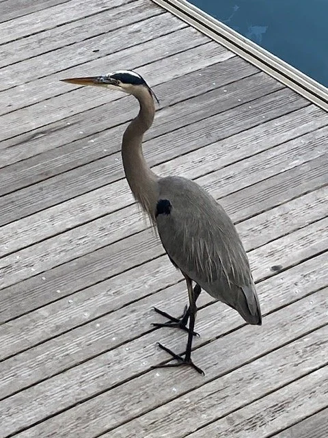 many many herons at the docks