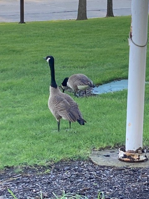 I made some friends!
