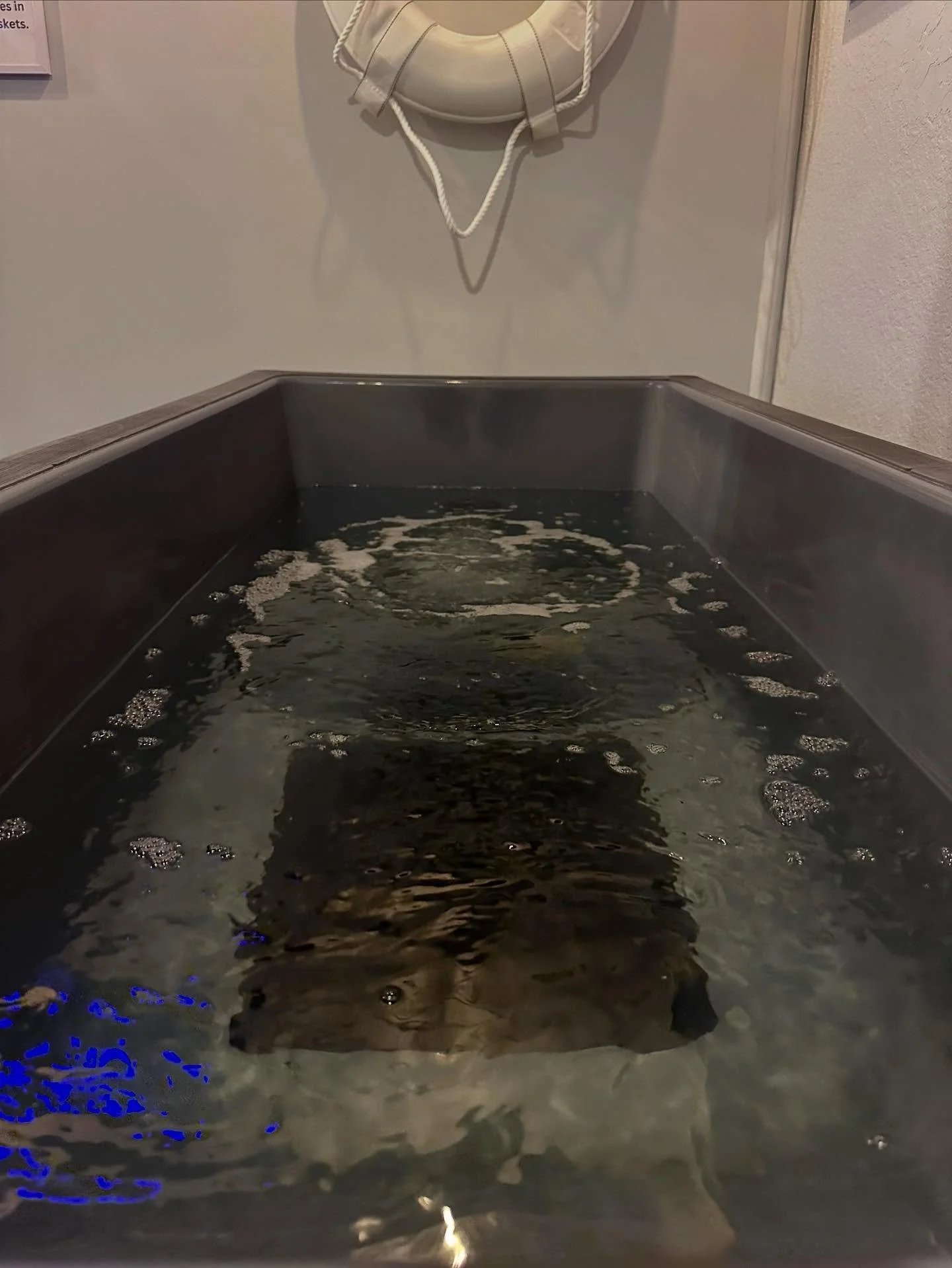This is your POV from our Cold Plunge 🧊
Why cold plunge? This is why 👇

Cold plunging does so much more than wake you up &mdash; it reduces inflammation, boosts circulation, strengthens your immune system, speeds up recovery, and floods your body w