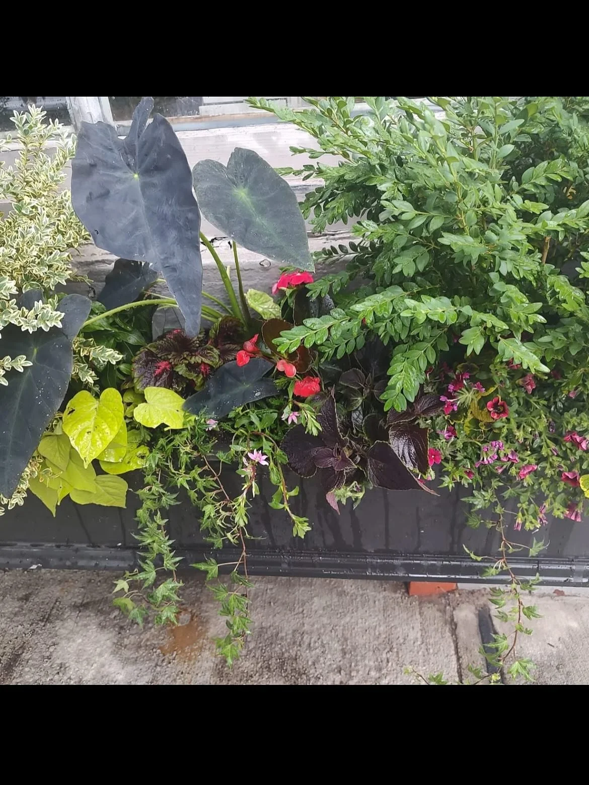 Summer planting is done! People are always popping in and complimenting our flower boxes. 🌺 🌼 🌹 Jamie Lee does them once a season and she&rsquo;s just the best! Her info is in the last slide!