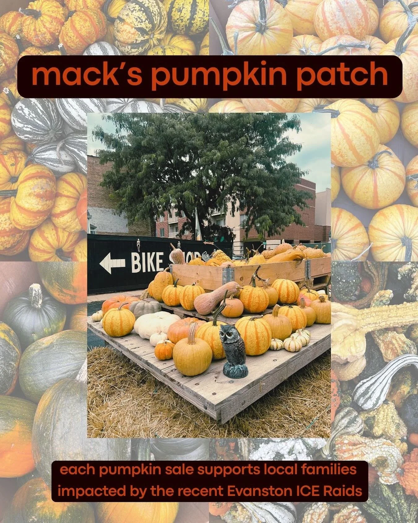 🎃🎃🎃PUMPKINS🎃🎃🎃have been restocked! Come out and get yourself a few. Each pumpkin sale with support families who have been impacted by recent Evanston ICE raids. 🛑 🧊 

(($3 petites, $5 most, &amp; $10 carving pumpkins))