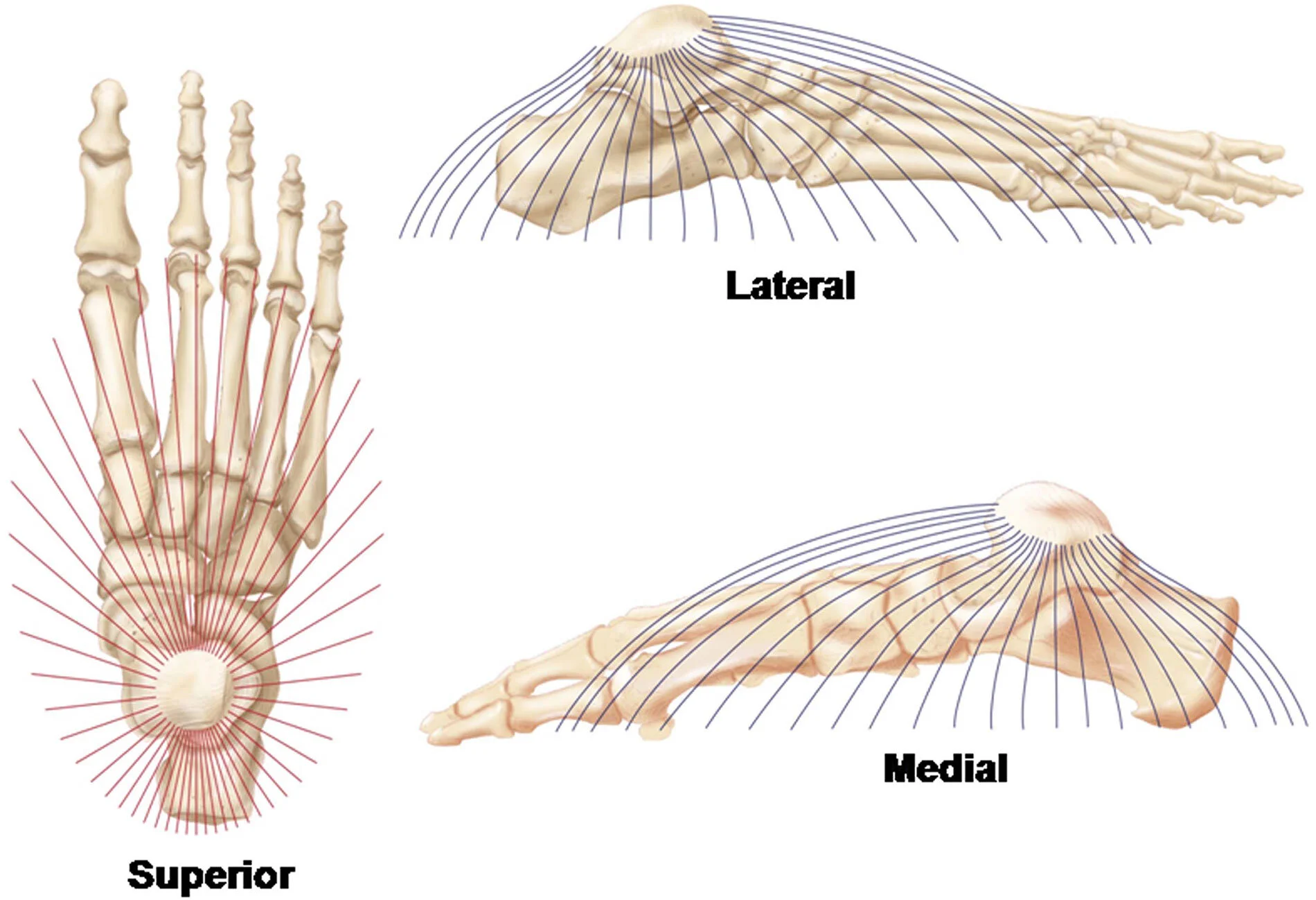 Figure 1 Illustration by Tom Dolan, MS, medical illustrator and multimedia developer, Department of Academic Technology at the University of Kentucky.