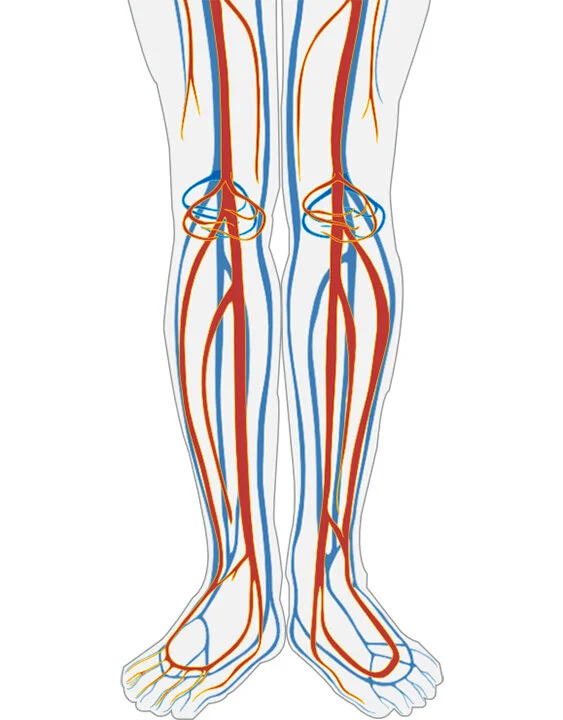 Leg Circulation