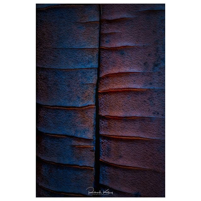 &quot;Strength&quot;/ Traveler Collection⁠
It is not the strength of the body that counts, but the strength of the spirit⁠
― J.R.R. Tolkien⁠
.⁠
No two Traveler Palm stalks are identical, and when photographed with a macro lens, their distinct colored