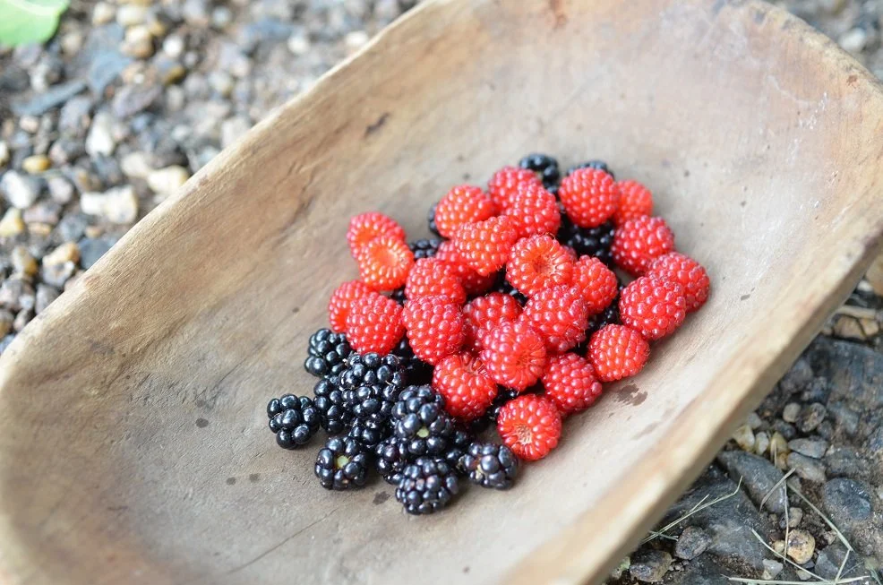 Survival Class Bundle