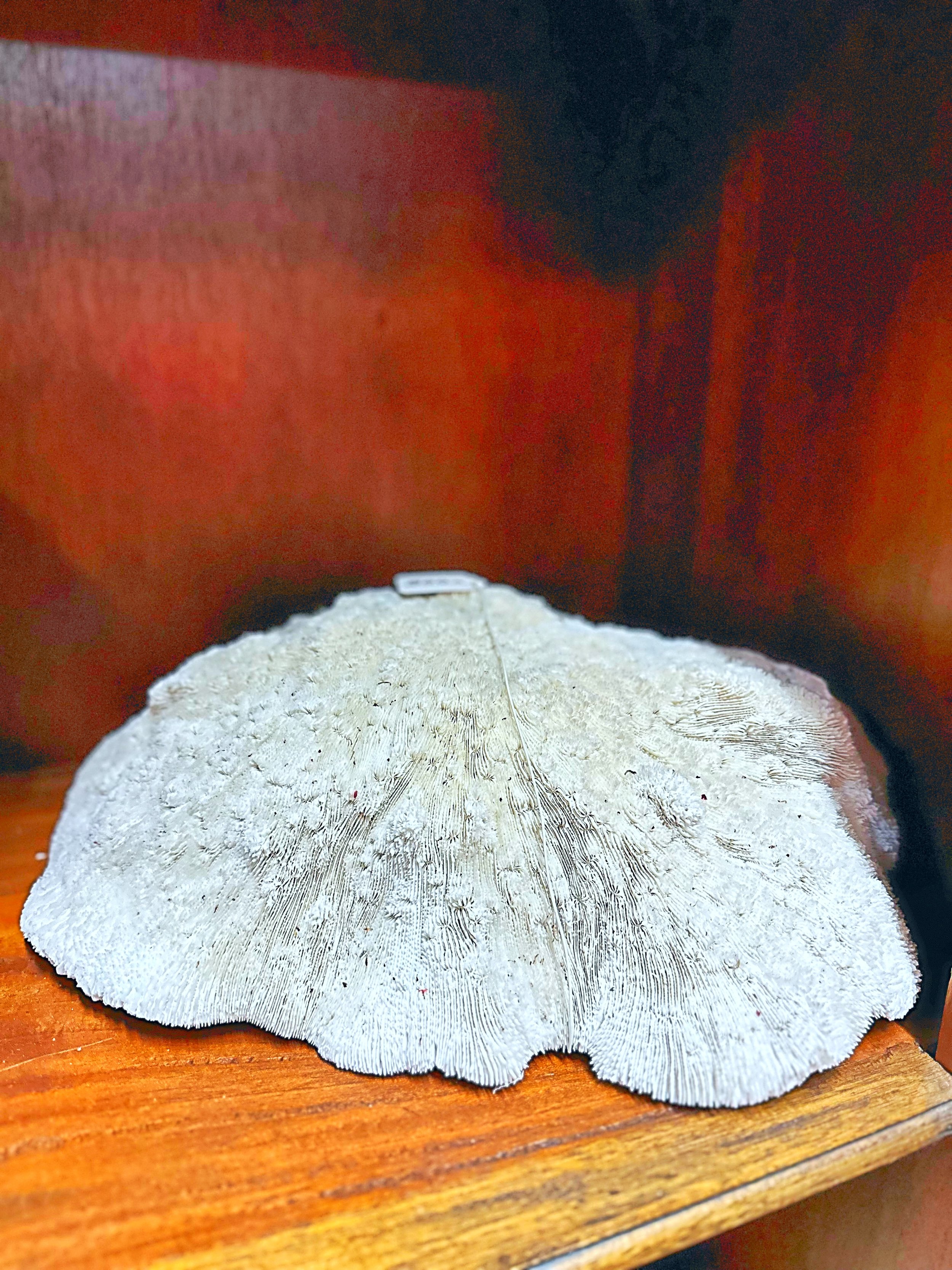Mushroom Coral