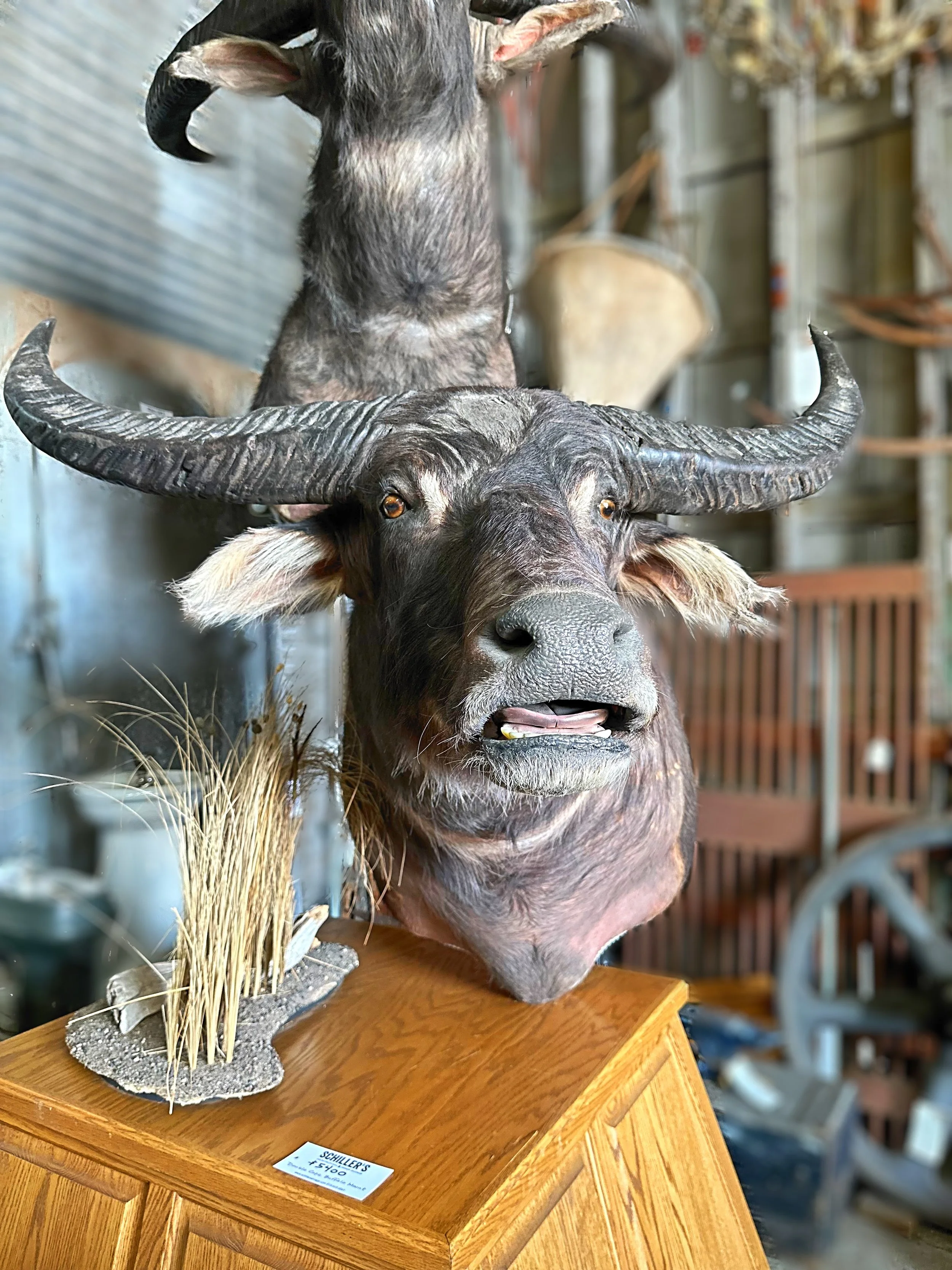 Double Cape Buffalo Mount