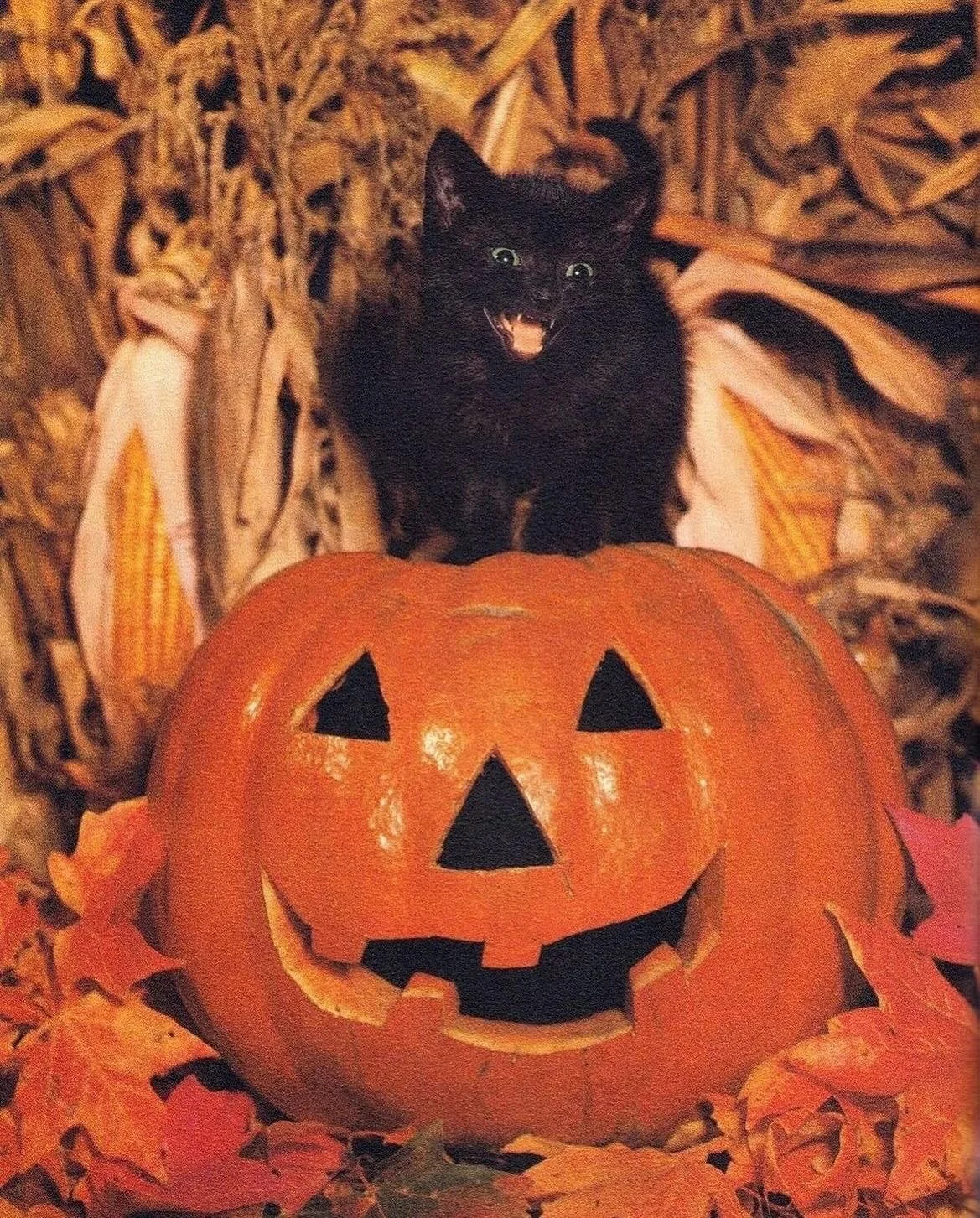 Spooky season is coming to Chill Bros. tomorrow! 👻🎃🍂🧌💀🦇🍁🐈&zwj;⬛
