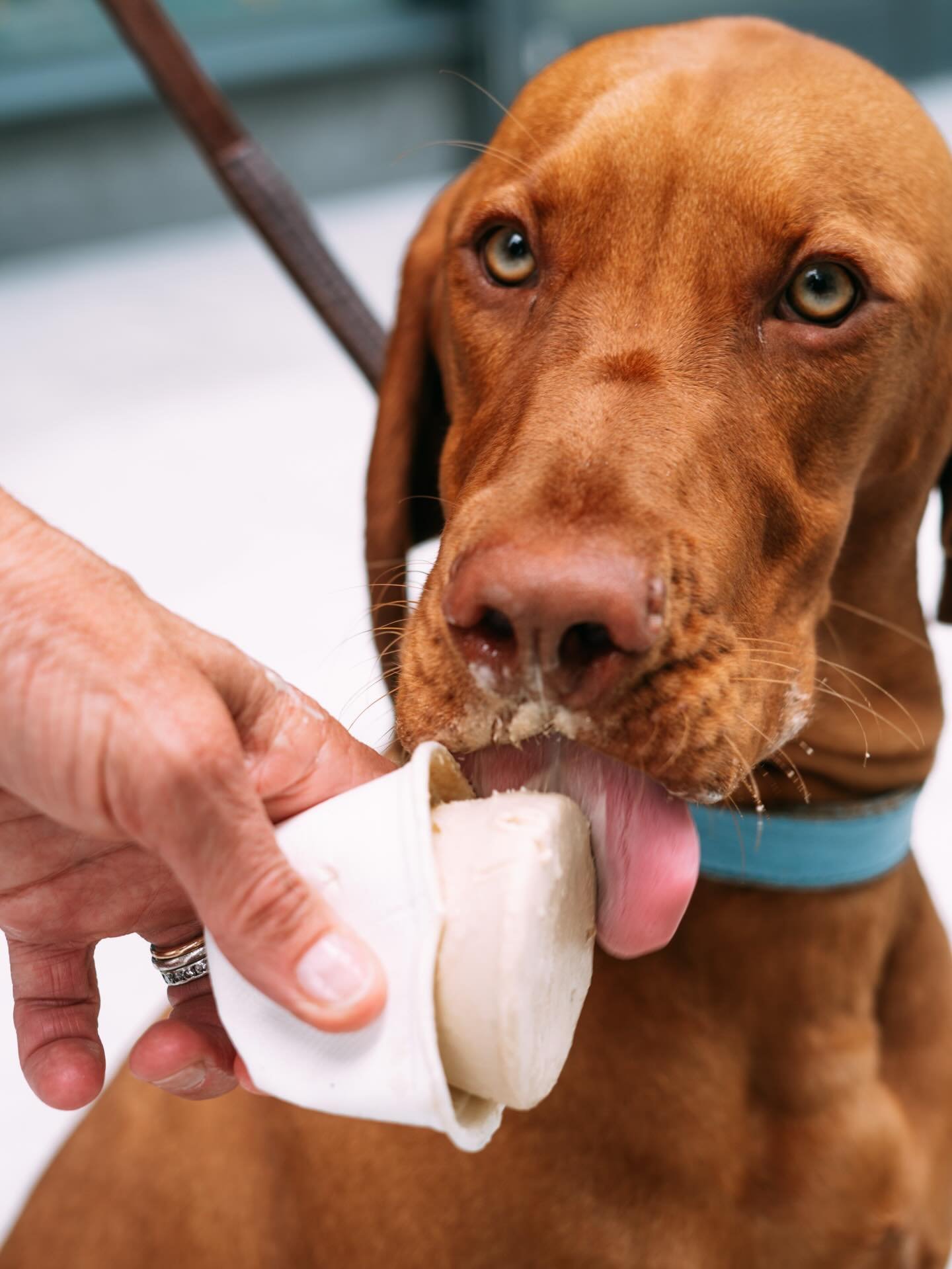 A little 2025 chill recap! 🍪🍨🐾🍦🐓
419,624 scoops 
15,342 cookies
47,558 pints 
4,750 pup cups 
2,773 cones 
And so much love in every scoop.
Thank you for being a part of the fam!