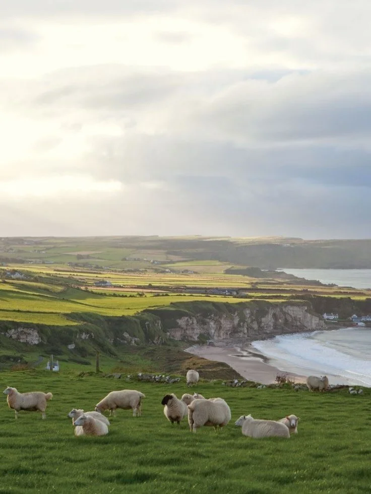 The wee little lad is on the loose again 🍀