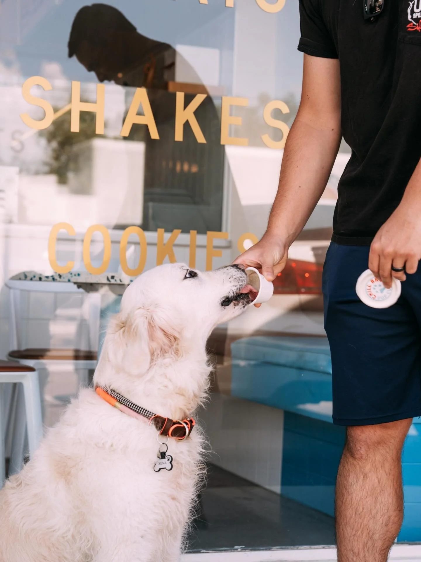 Tail wags guaranteed with every scoop. 🐾🍨🐶