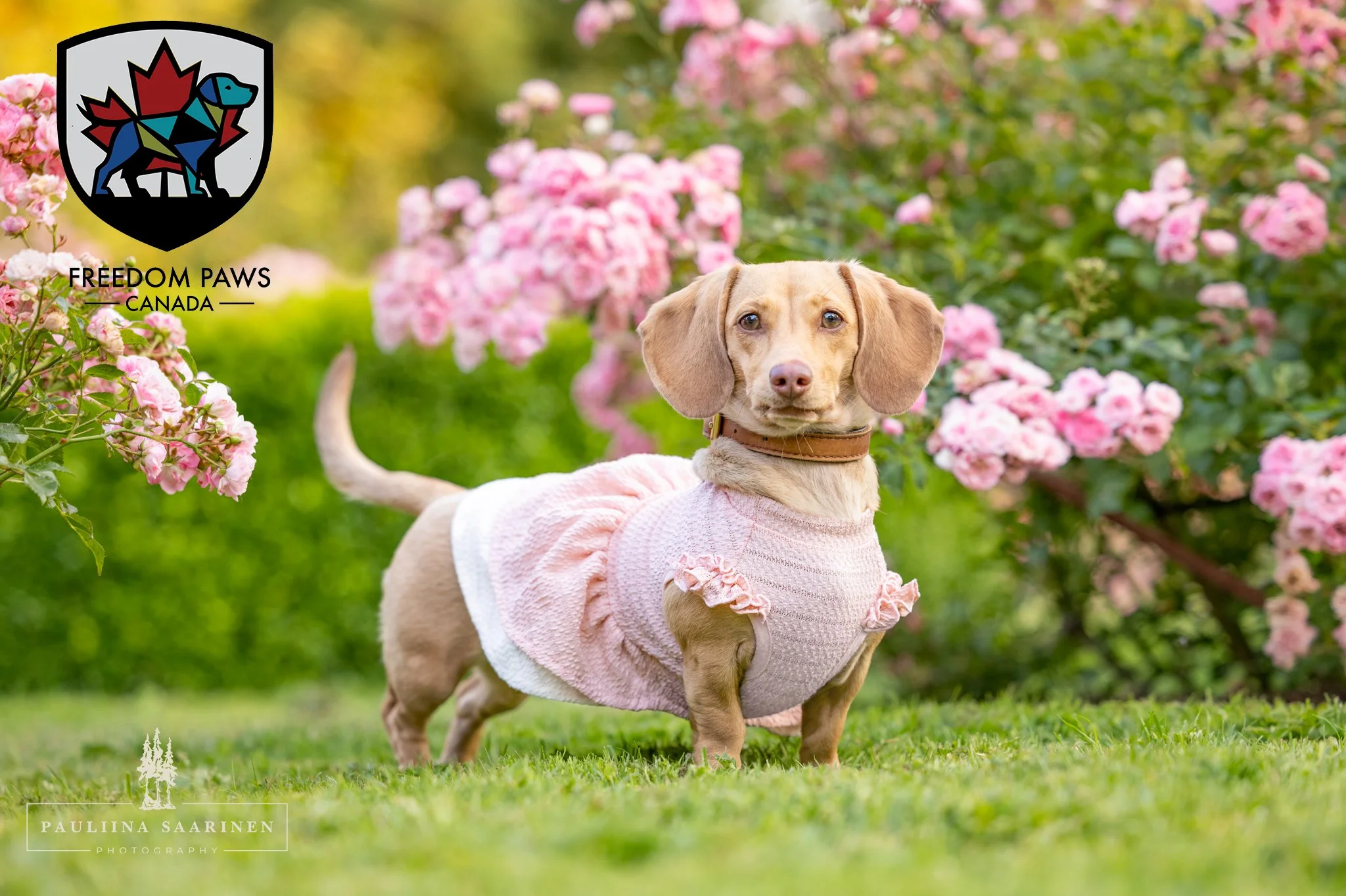 The Vancouver Island Dogs Calendar Contest Is Back for Year Six