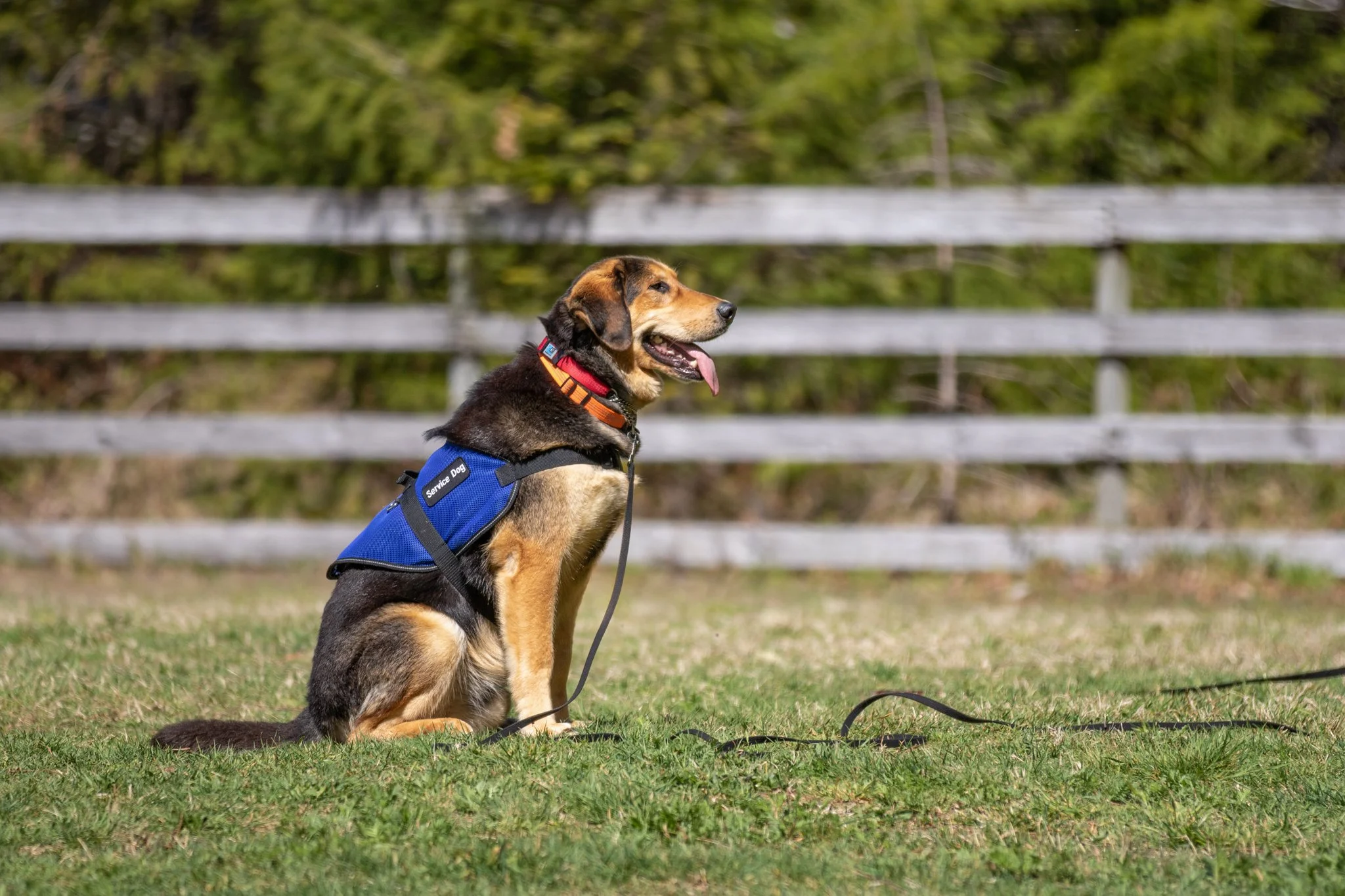 A mixed breed service dog in a Freedom Paws Canada vest on Vancouver Island