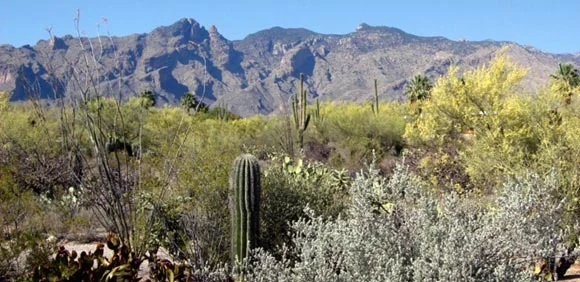 The Catalina Foothills
