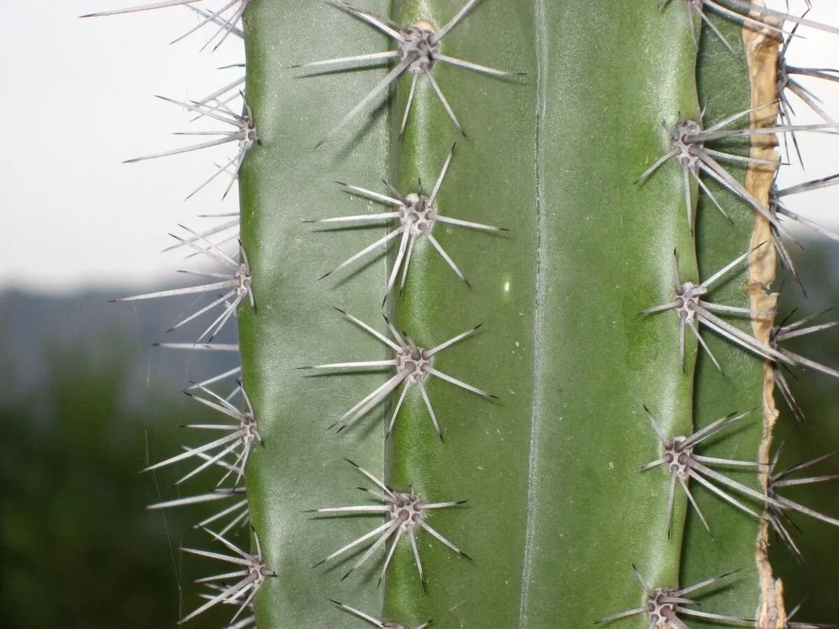 The CFA would like to hear from you!