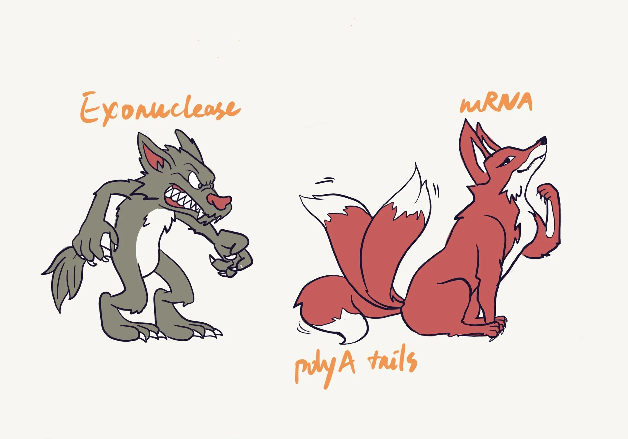 When mRNAs have multiple tails, 2024