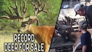 Growing Record Whitetail Deer at Rockin R Whitetails