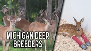 Booming Business with Michigan Deer Breeders