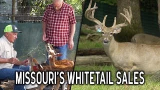 The Passion Behind Deer Farming at Whitetail Sales Deer Farm