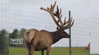 Elk Farming With Super Dog