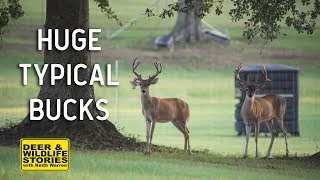 Huge Typical Bucks at Boom Whitetails