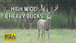 High Wide and Heavy Whitetails