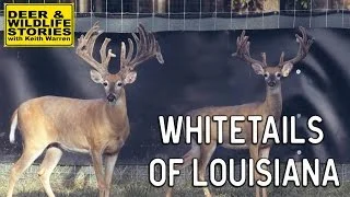 Whitetails of Louisiana