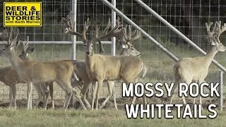 Mossy Rock Whitetails