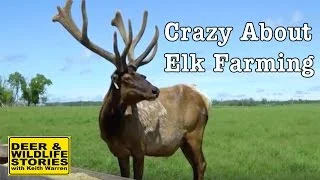 Crazy About Elk Farming
