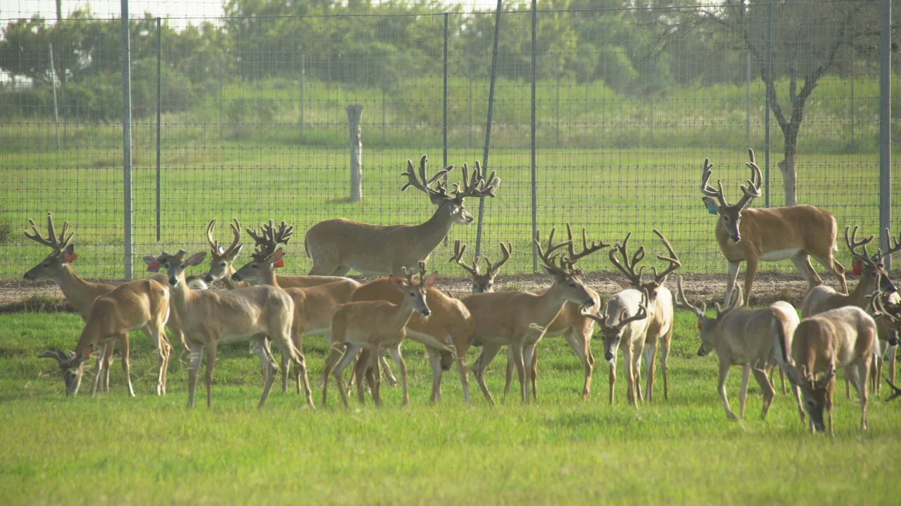 North American Deer Farmers Association — Keith Warren's Deer and