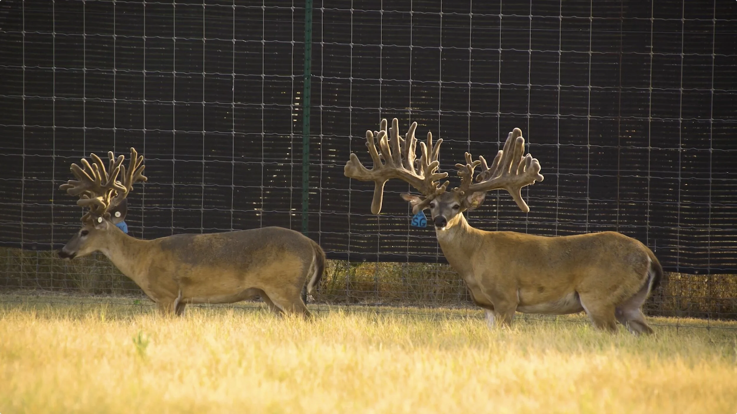 Screen Shot 2020-02-03 at 2.07.01 PM.jpg