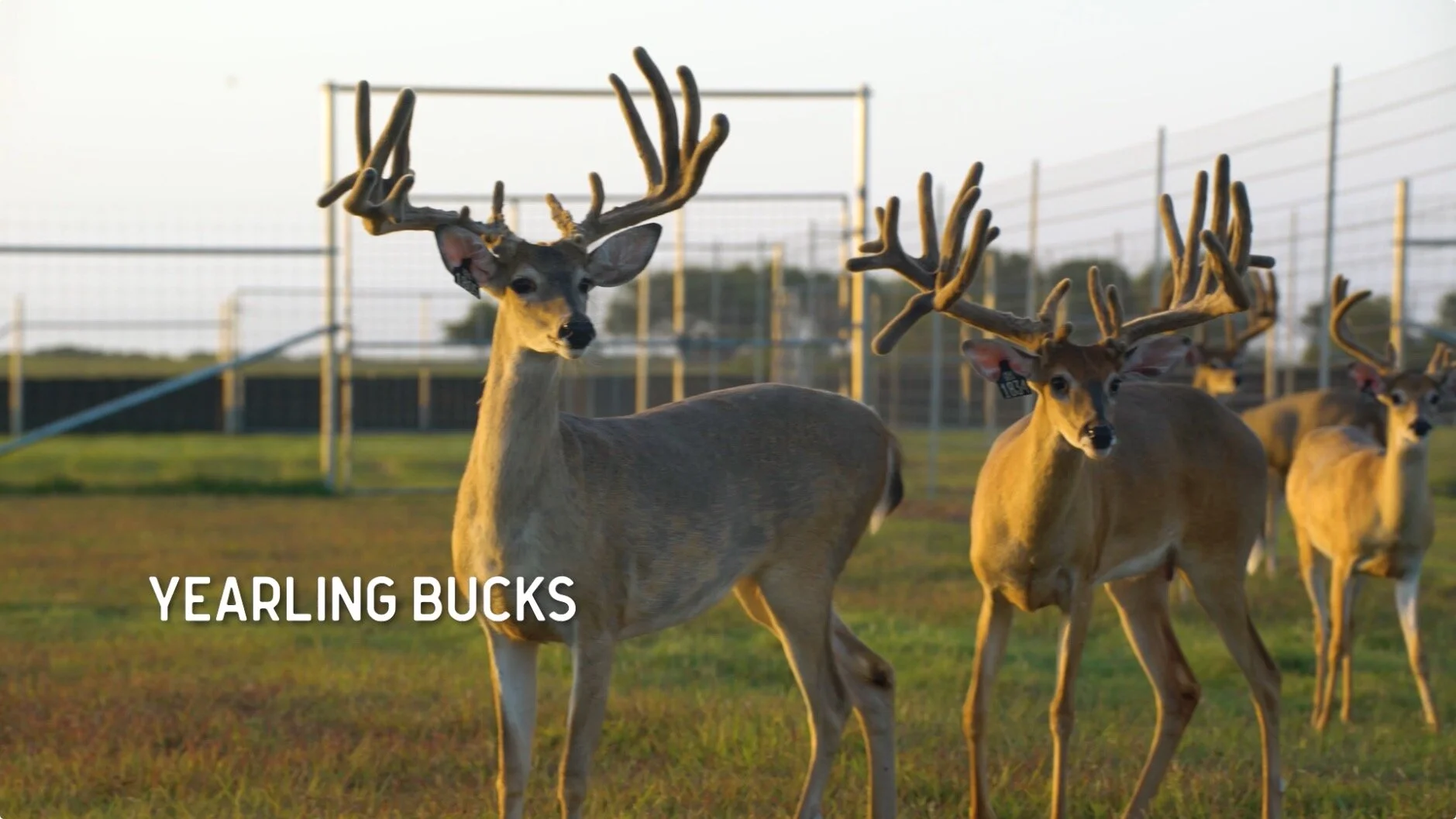 Screen Shot 2020-02-06 at 9.15.39 AM.jpg