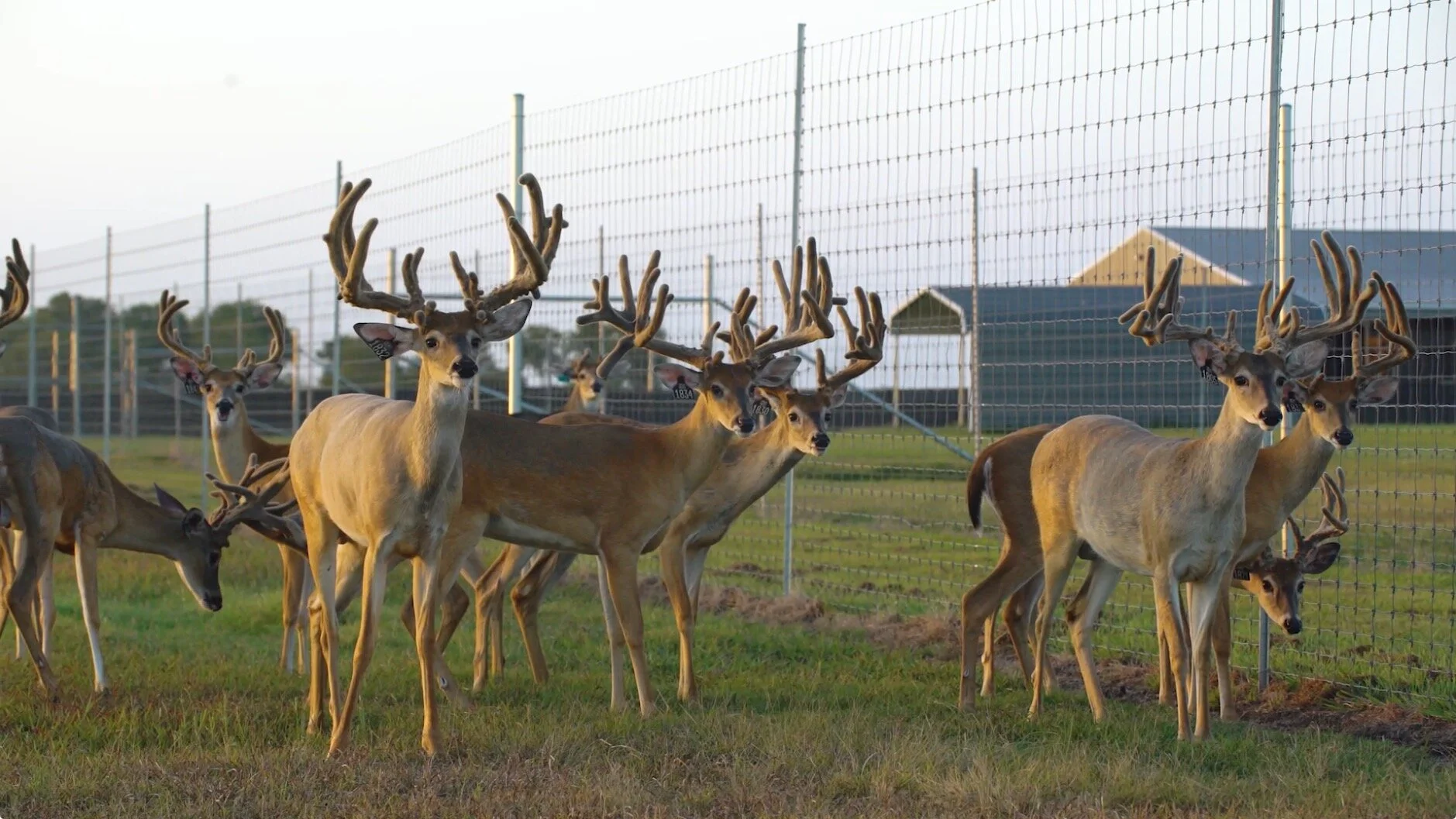 Screen Shot 2020-02-06 at 9.15.52 AM.jpg